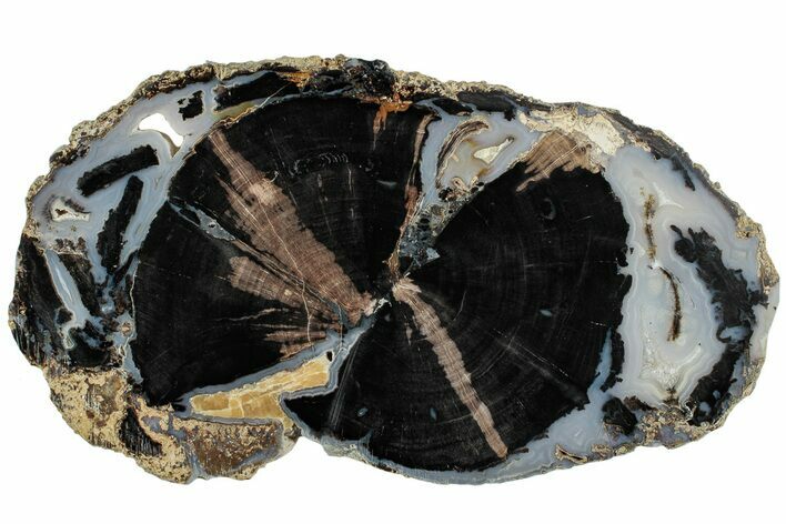 Petrified Wood (Schinoxylon) Round - Blue Forest, Wyoming #227613